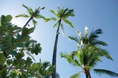 goukakyakusen-2-2-19