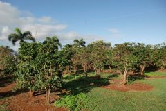 goukakyakusen-2-2-29