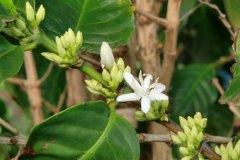 goukakyakusen-2-2-30