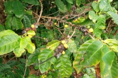 goukakyakusen-2-2-31