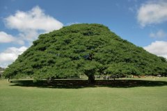 goukakyakusen-2-2-55