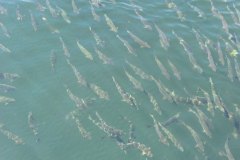 goukakyakusen-4-2-67